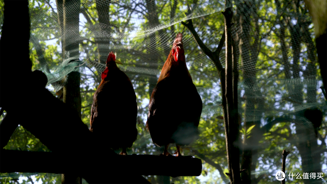 99%的吃鸡控，都无法拒绝这座全民吃鸡的南海小城