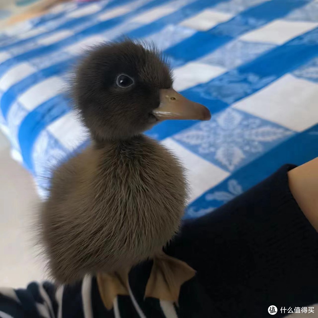 用这货喂养这只小帅黑小鸭！！