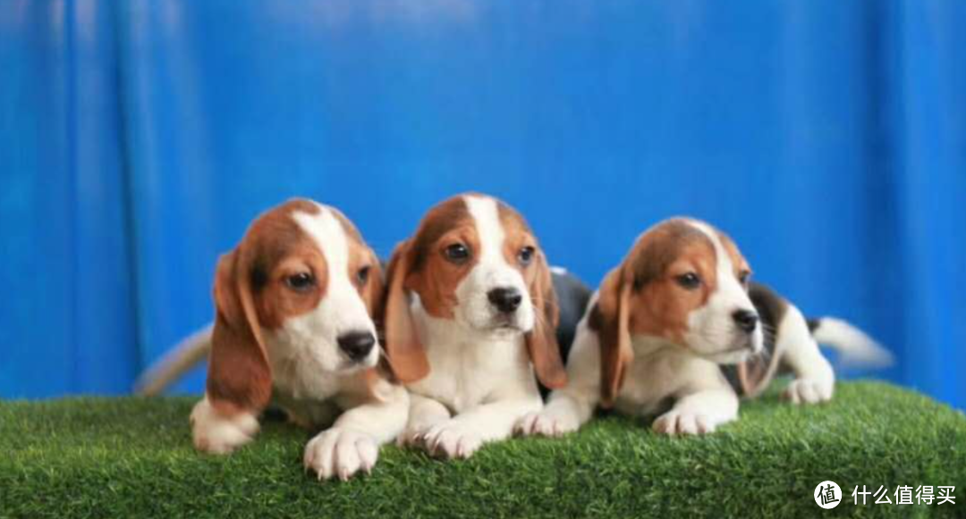 狗竟然可以做实验动物？