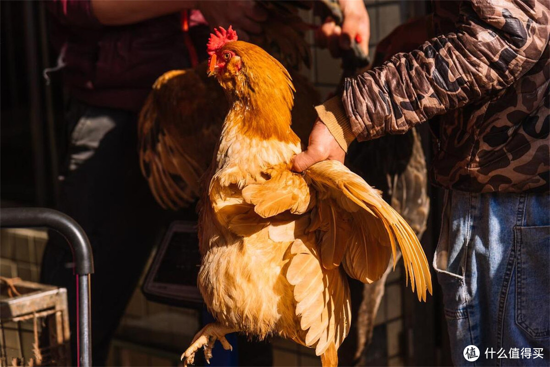 真正的土鸡卖100元一只贵吗？养殖成本是多少？很多人不知道
