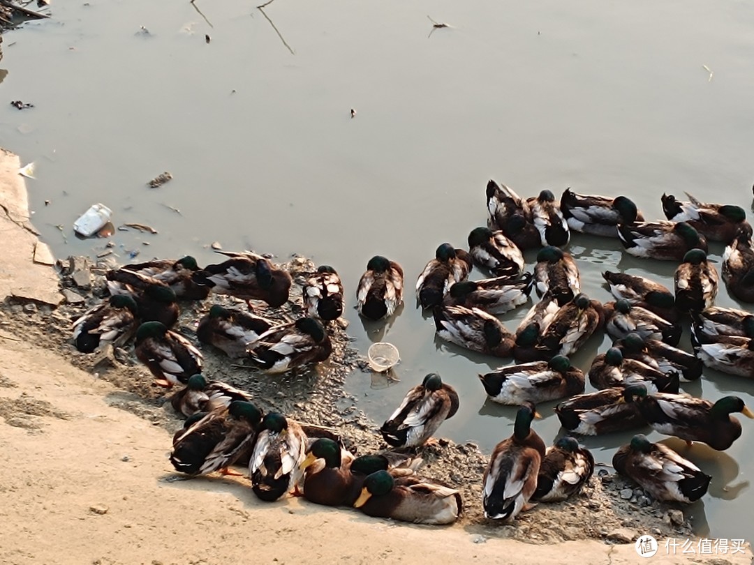 村头买鸡鸭，年味里的节俭智慧

